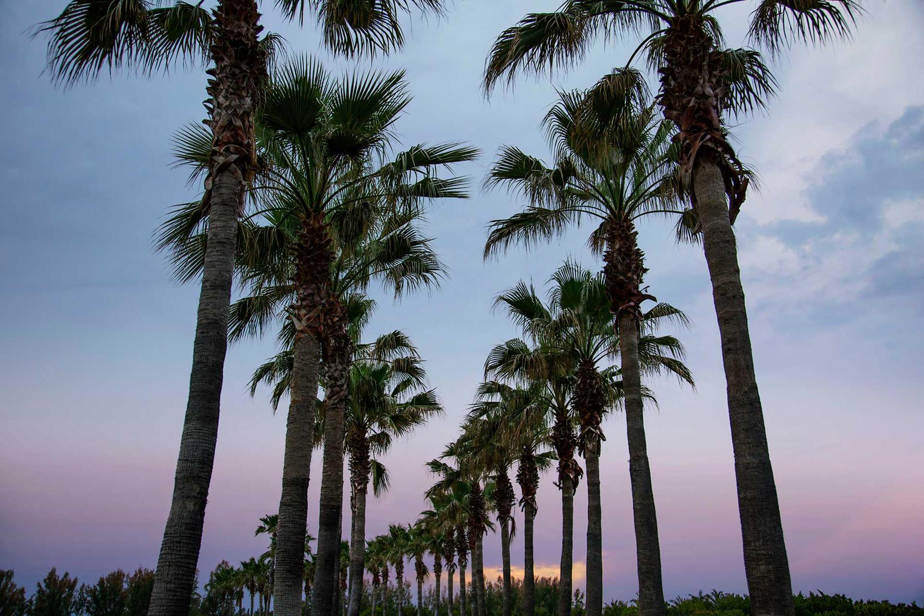 Lara Barut Collection