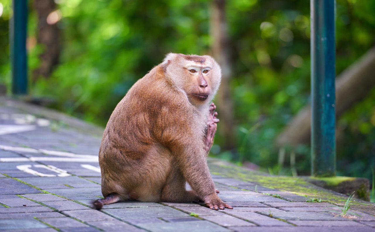 The Westin Siray Bay Resort & Spa, Phuket