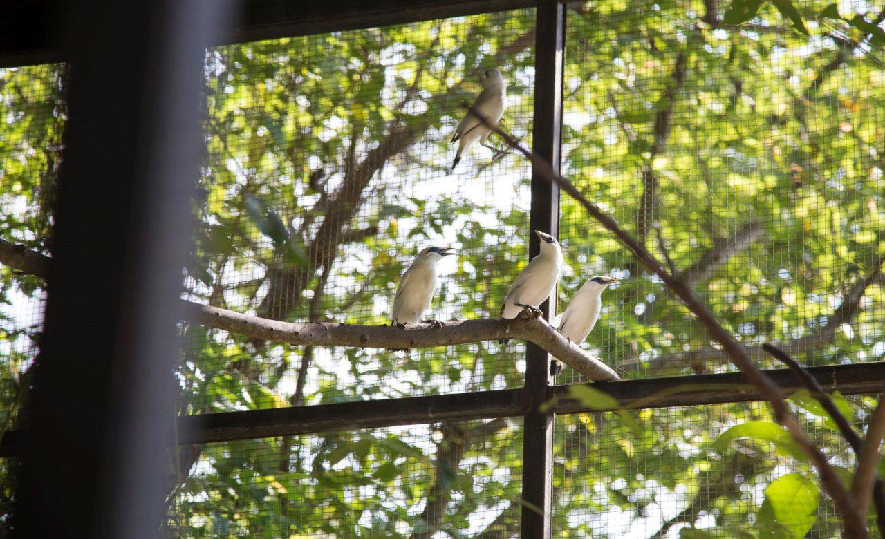 Plataran Menjangan Resort & Spa